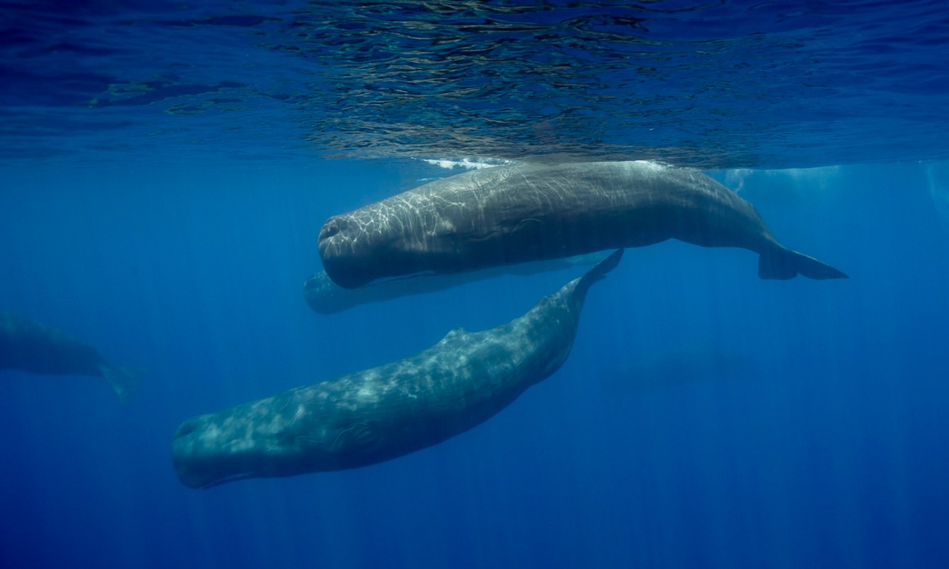 "The reserve will protect the whales that have lived here far longer than humans."