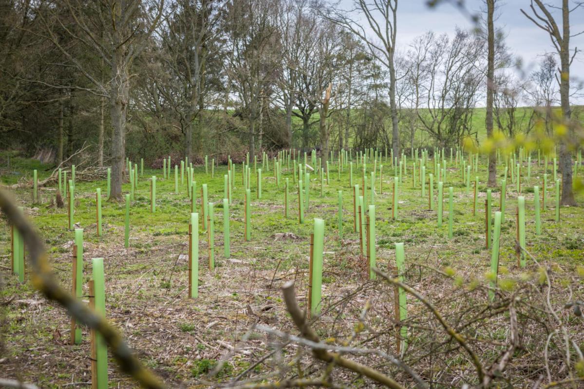 "There's also lots of places still where restoring tree cover is a great idea for climate change. We're just trying to help people find those spots."