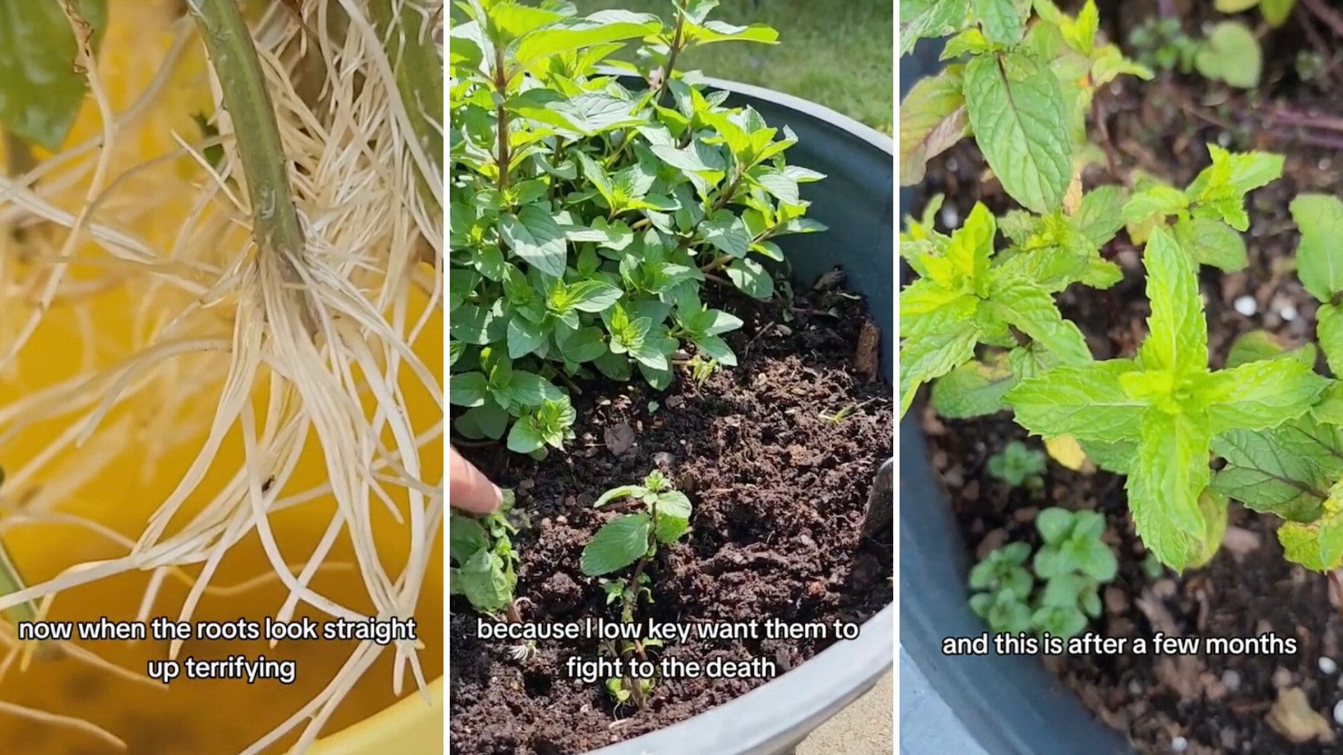 Propagating mint and other herbs like basil or rosemary is a great way to up your kitchen game while saving money and time at the grocery store.