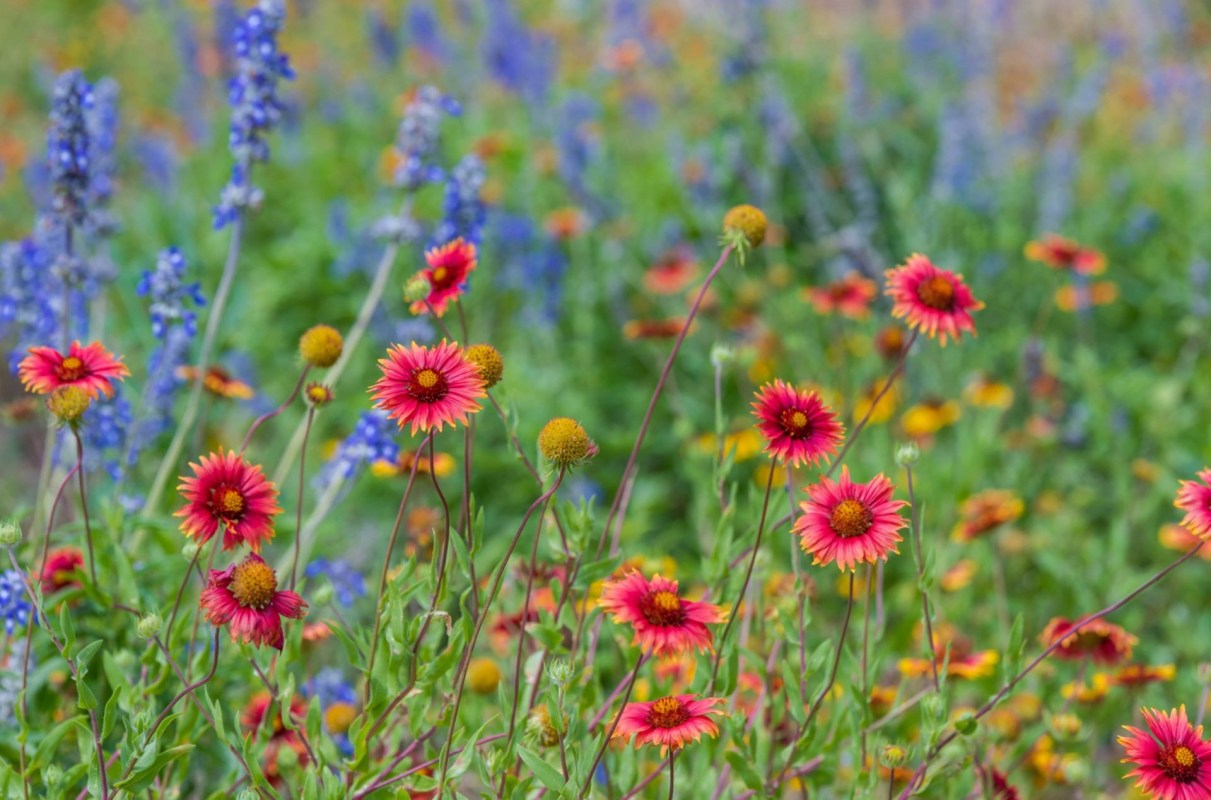 "So happy to see a HOA president engage in these kinds of lovely projects."