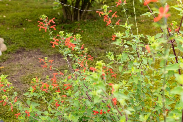 "The most common advice here is to use an edger to delineate the boundaries of the native plant garden."