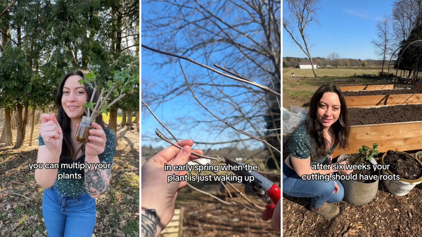 "You can multiply your plants and grow an unlimited supply ... from a single stem."
