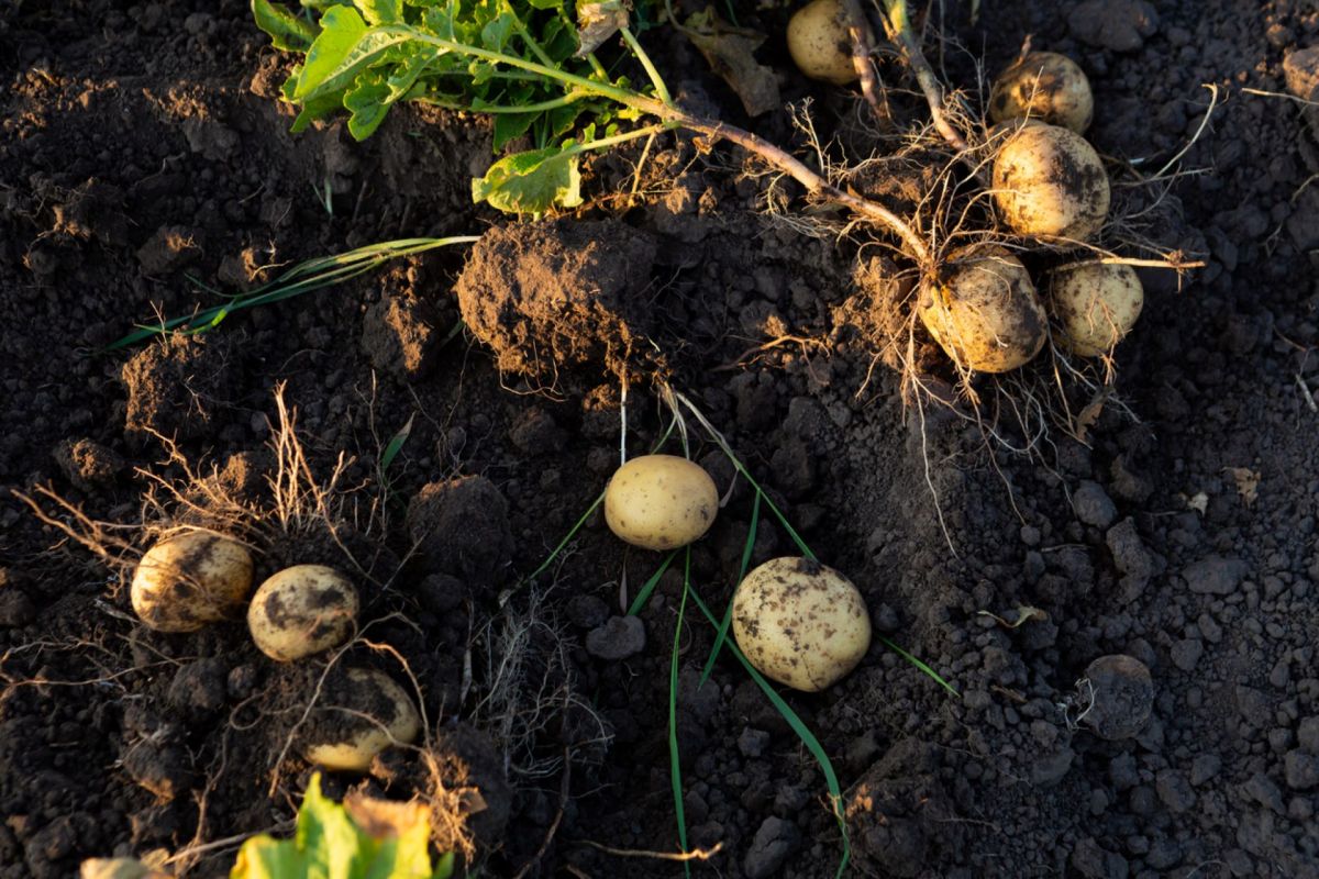 "The soil will function well biologically and relatively quickly."