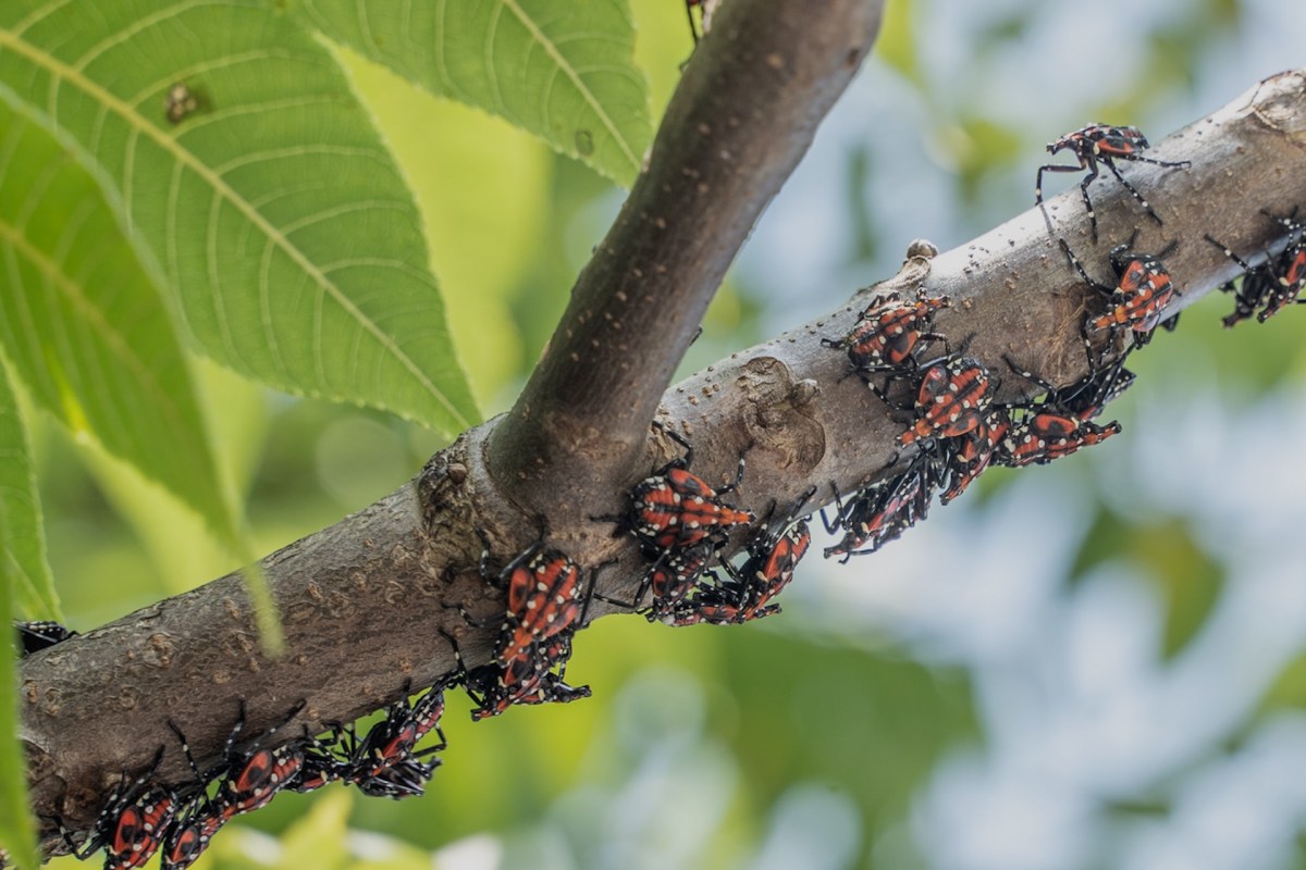 One study showed that eradication efforts are already making a difference.