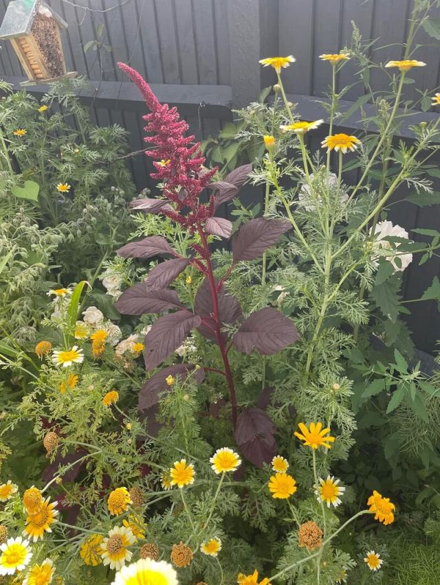 "The amount of bees we've seen has been really inspiring."