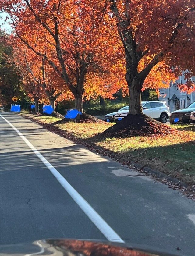 "It's bad for the tree, but does it even look good?"