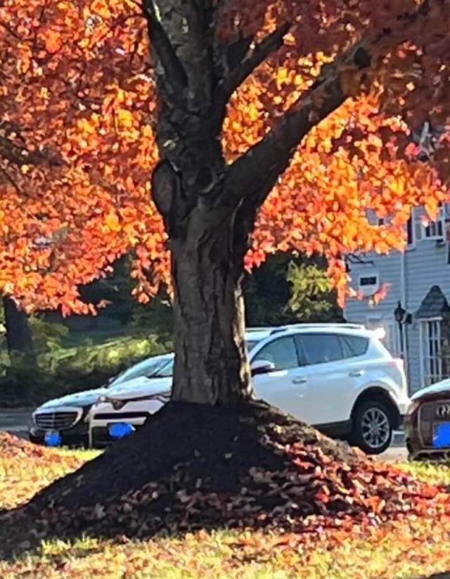 "It's bad for the tree, but does it even look good?"