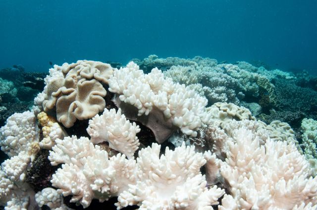 The Great Barrier Reef Marine Park Authority has noted that this is the fifth mass bleaching event in just eight years.