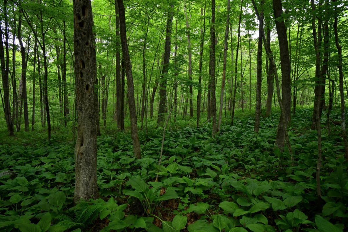 "Cutting down hundreds of healthy trees so they could have a better view."