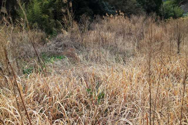 These conditions set the stage for a possible early start to the wildfire season and a potentially dangerous one.