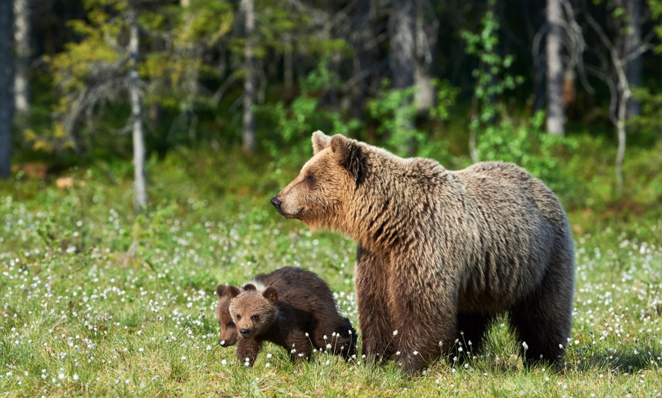 "That bear could have closed that gap way quicker than I think he realizes."