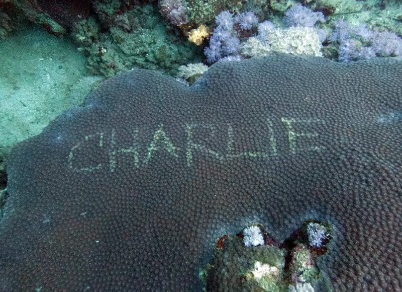 "I really really hope this coral recovers."