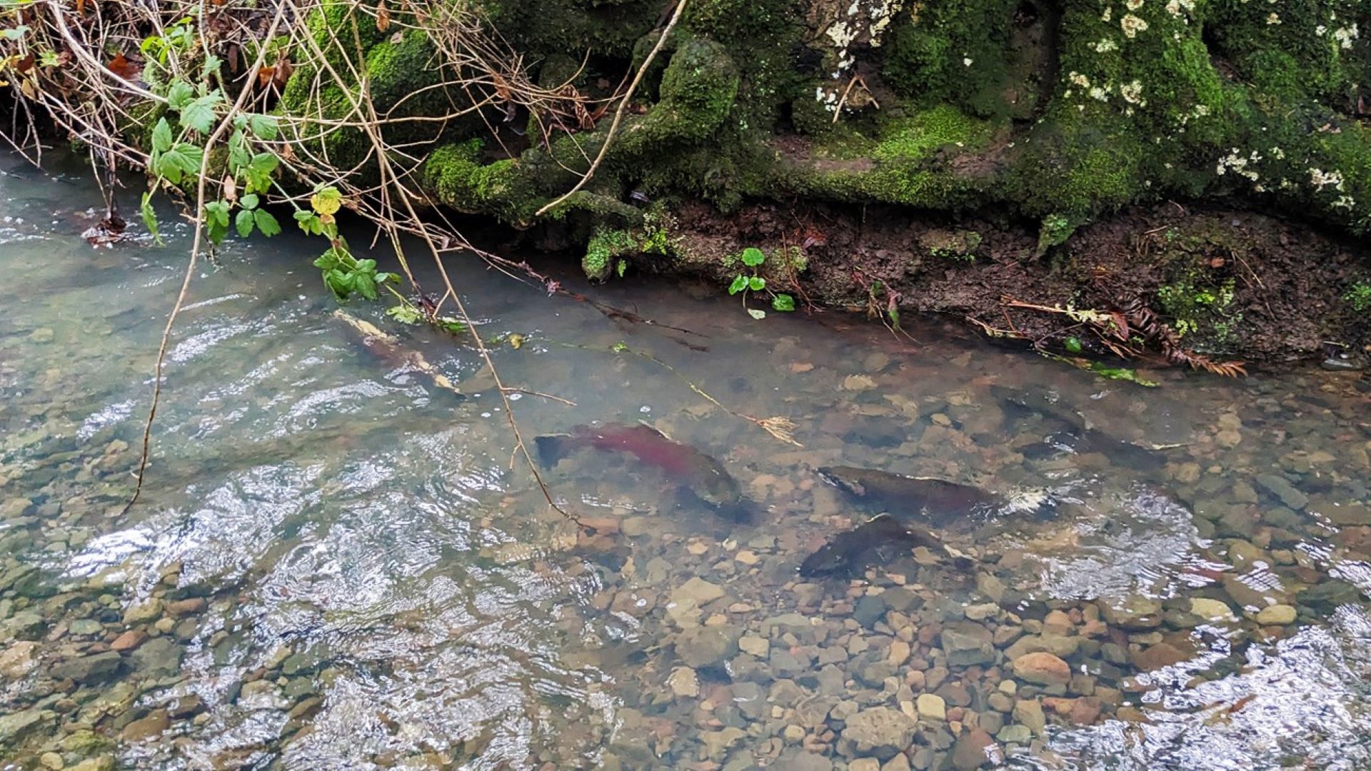 This growth is a result of the improved habitat in the Olema and Redwood Creek watersheds.