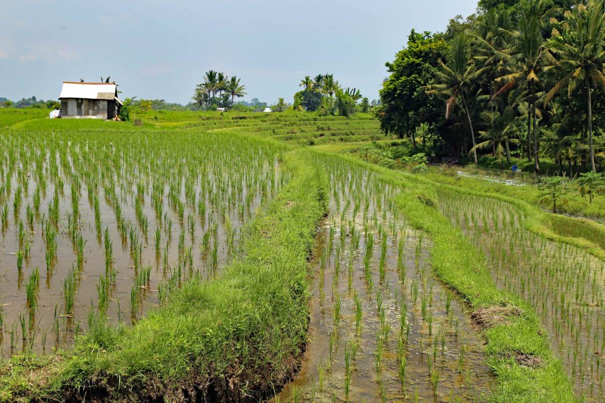 The success of crops is what puts money on the table for agriculturalists.