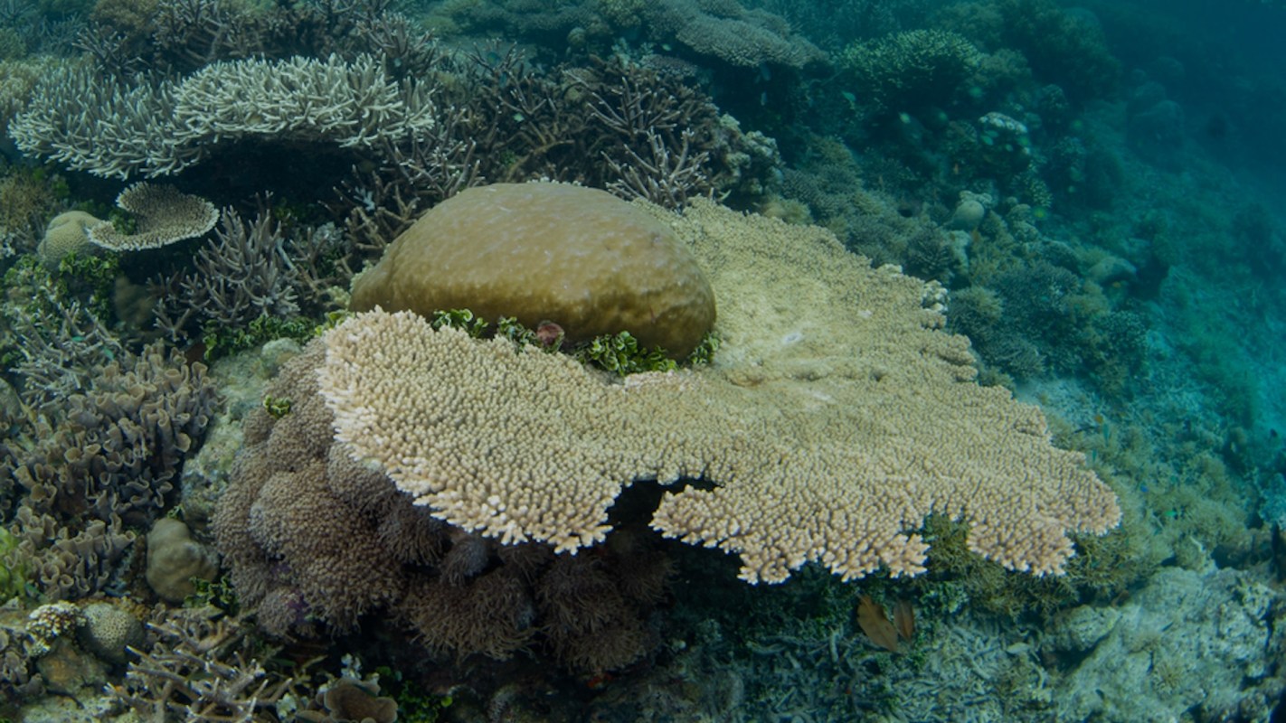 "I really really hope this coral recovers."