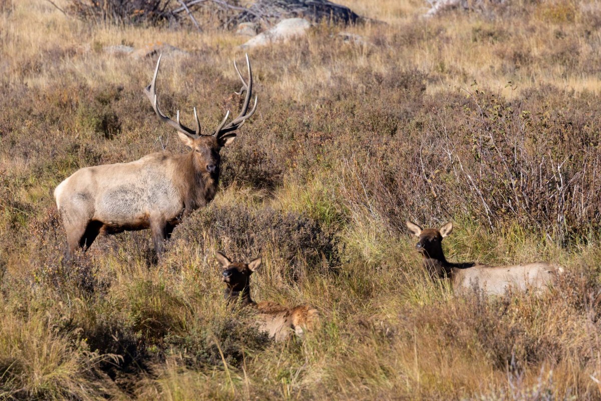 "There are plenty of really big windows that you can use to take pictures of those beautiful creatures."