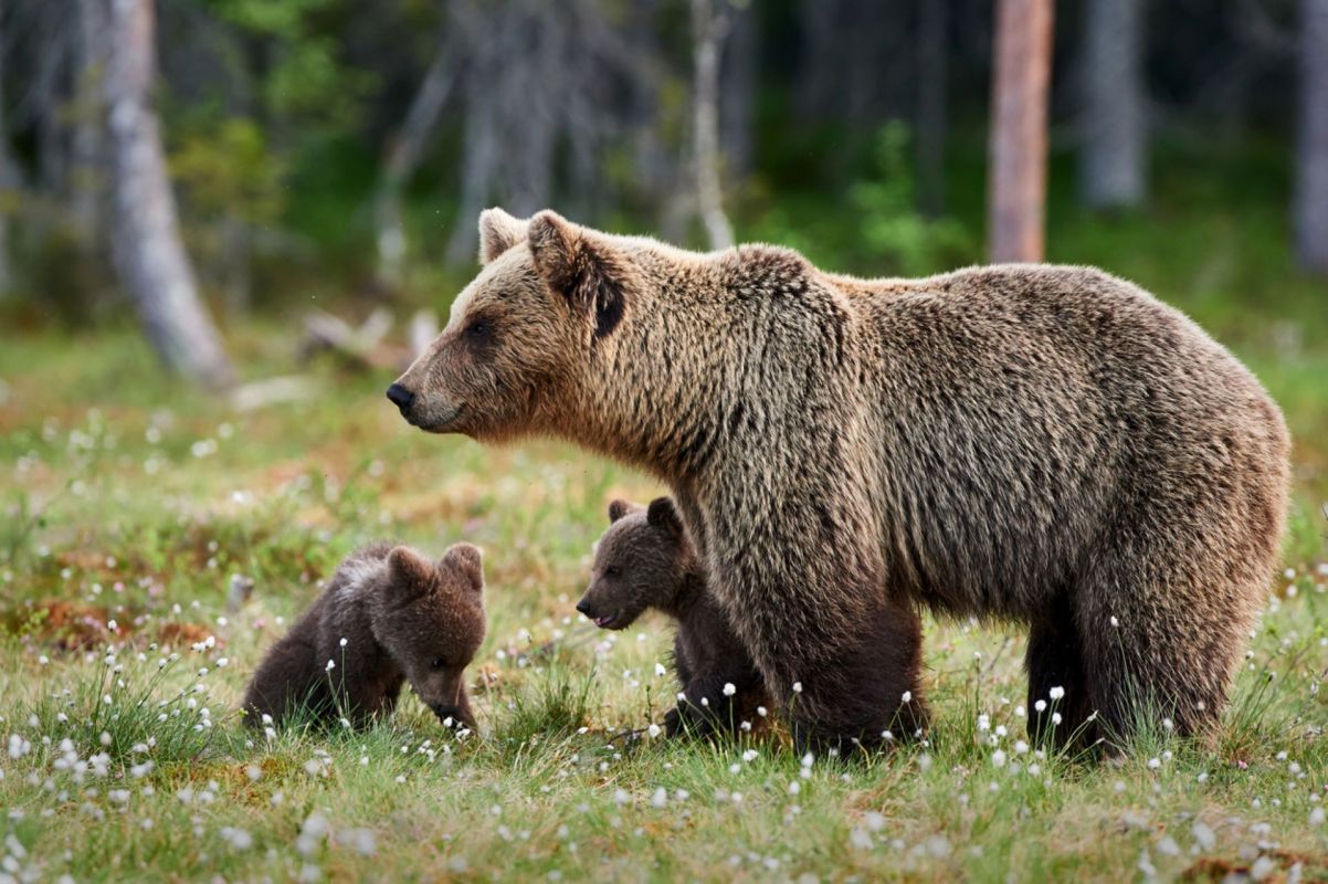 "They have no idea how fast a bear can move."