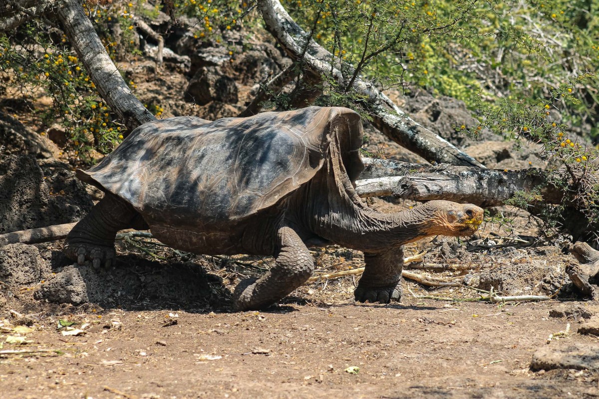 Since the tortoises' digestion process can take 28 days, the researchers are worried about the effects of the trash.