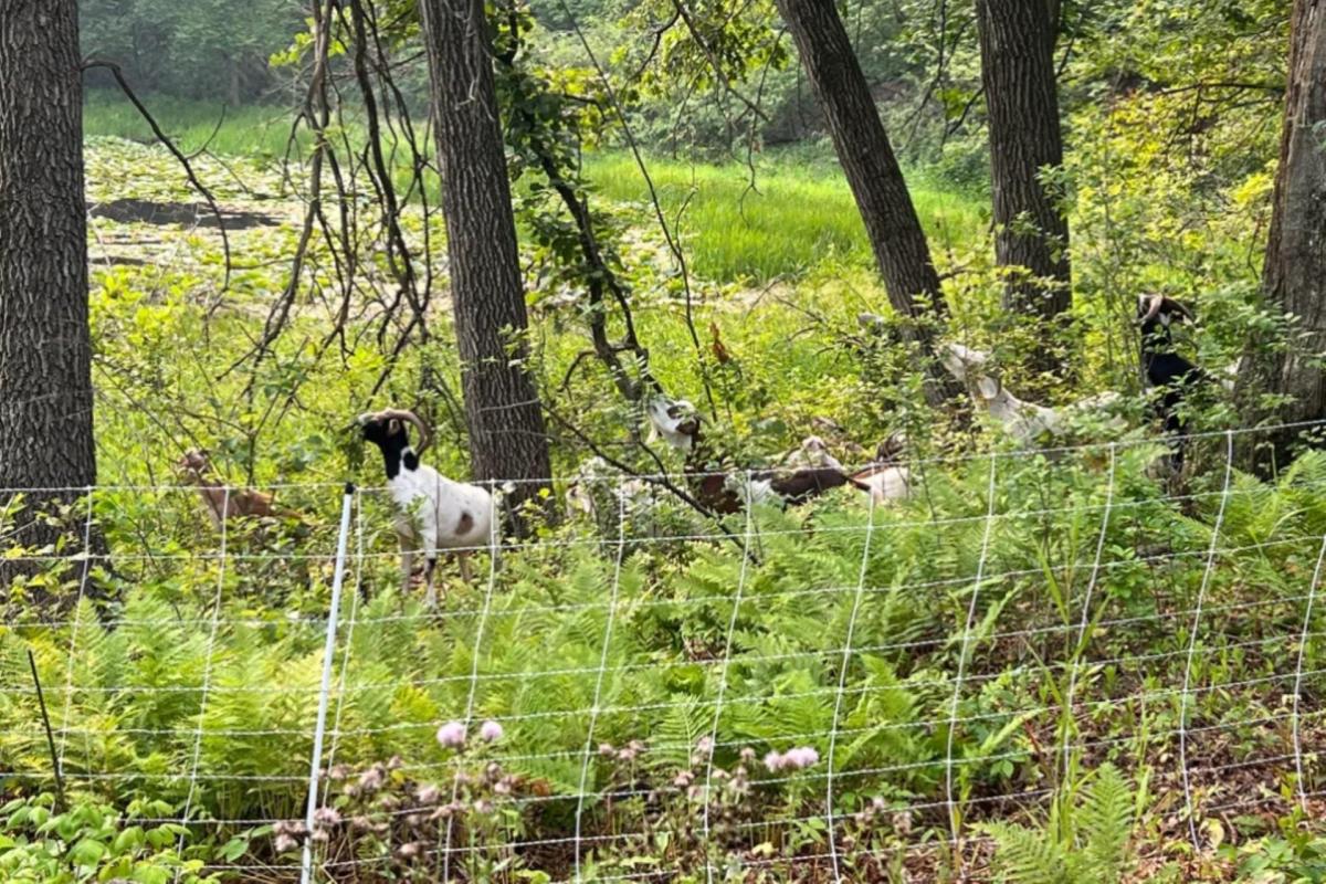 "Gonna tell my husband I'm hiring goats not buying them."