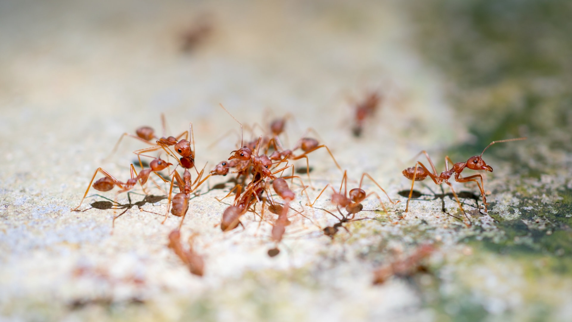 "Within a mere 200 years of human influence, we've managed to completely overhaul patterns shaped by 120 million years of ant evolution."