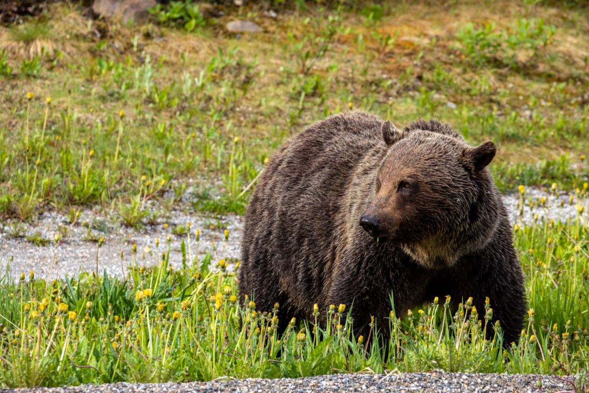 The behavior by these tourists exhibits a carelessness and disrespect for the wildlife.