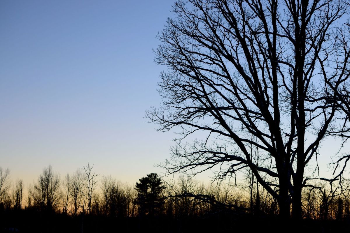 The oak, which was a notable local landmark, would likely have been growing in place before the town was established in 1863.