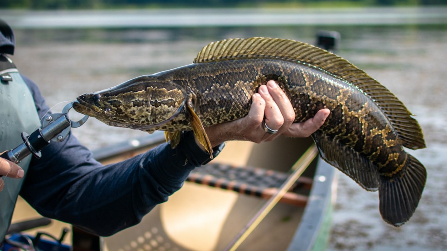 "The impact of invasive species cannot be underestimated, nor can we delay action to address the damage they are causing."