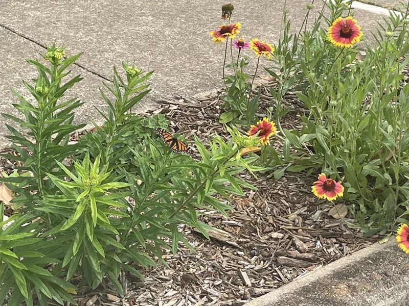 "This is the first documented Monarch use of the milkweed I planted from seed last year."