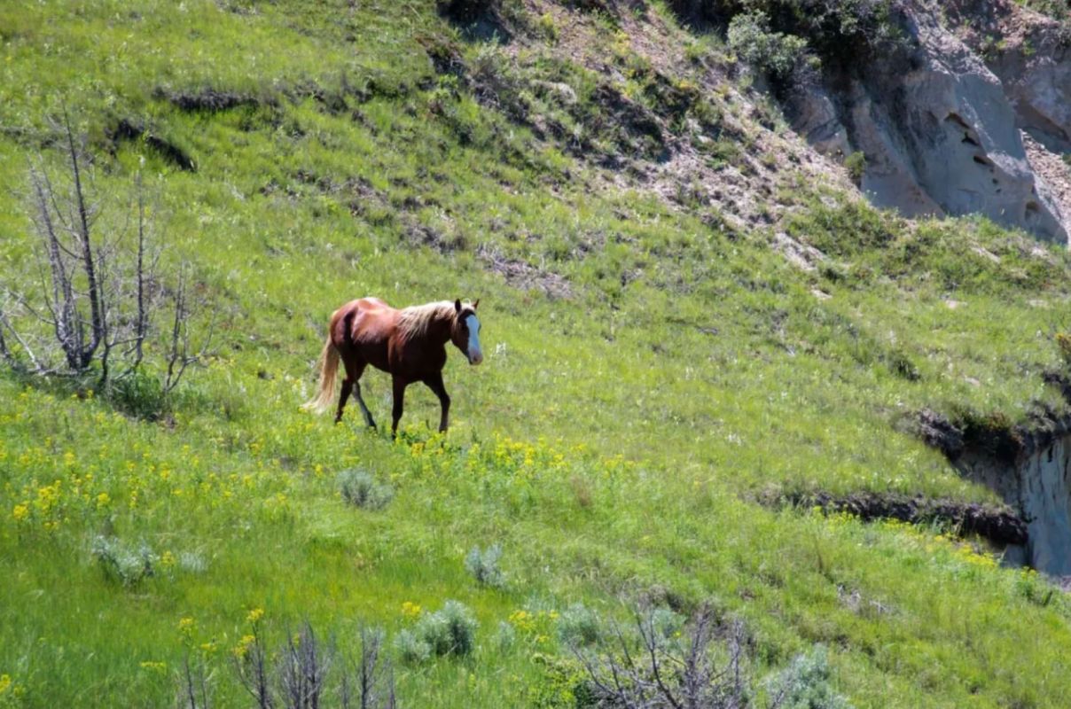 "This really is the park service following their mission by protecting and trying to restore lost resources."