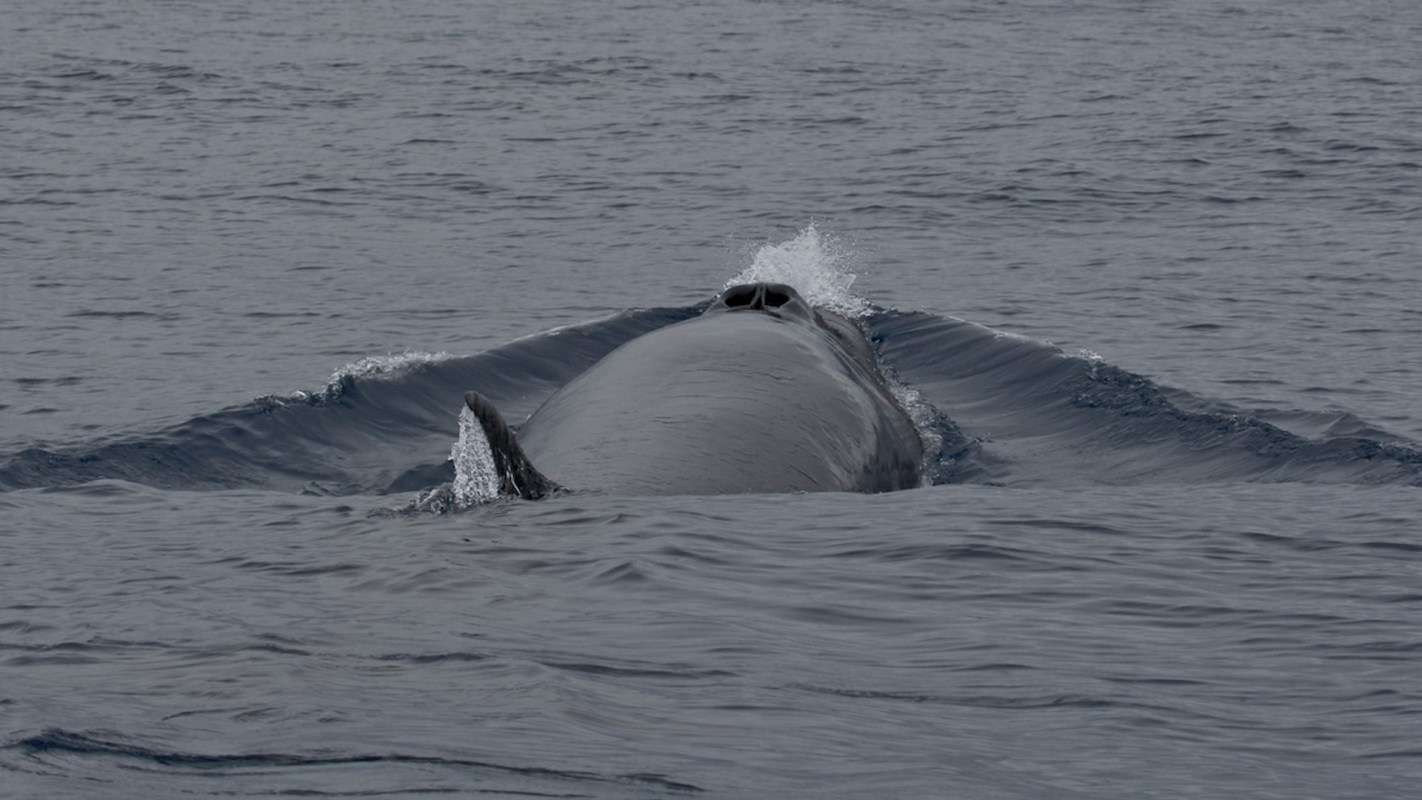 Sei whale in ocean.