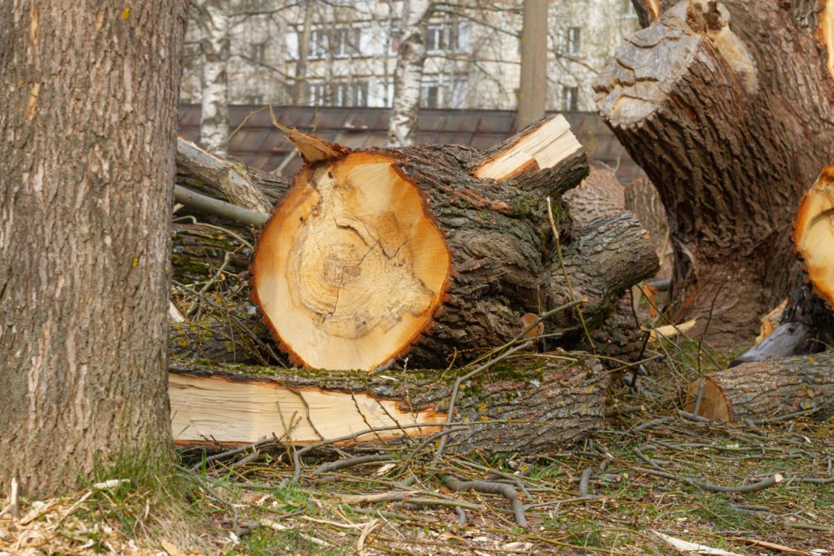 "Some people are way too quick to cut down trees that aren't theirs."