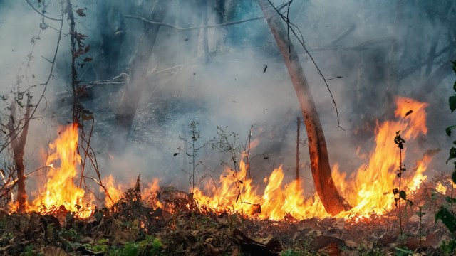 The Amazon rainforest is home to more than 24 million people and nearly 10% of Earth's known plant and animal species.