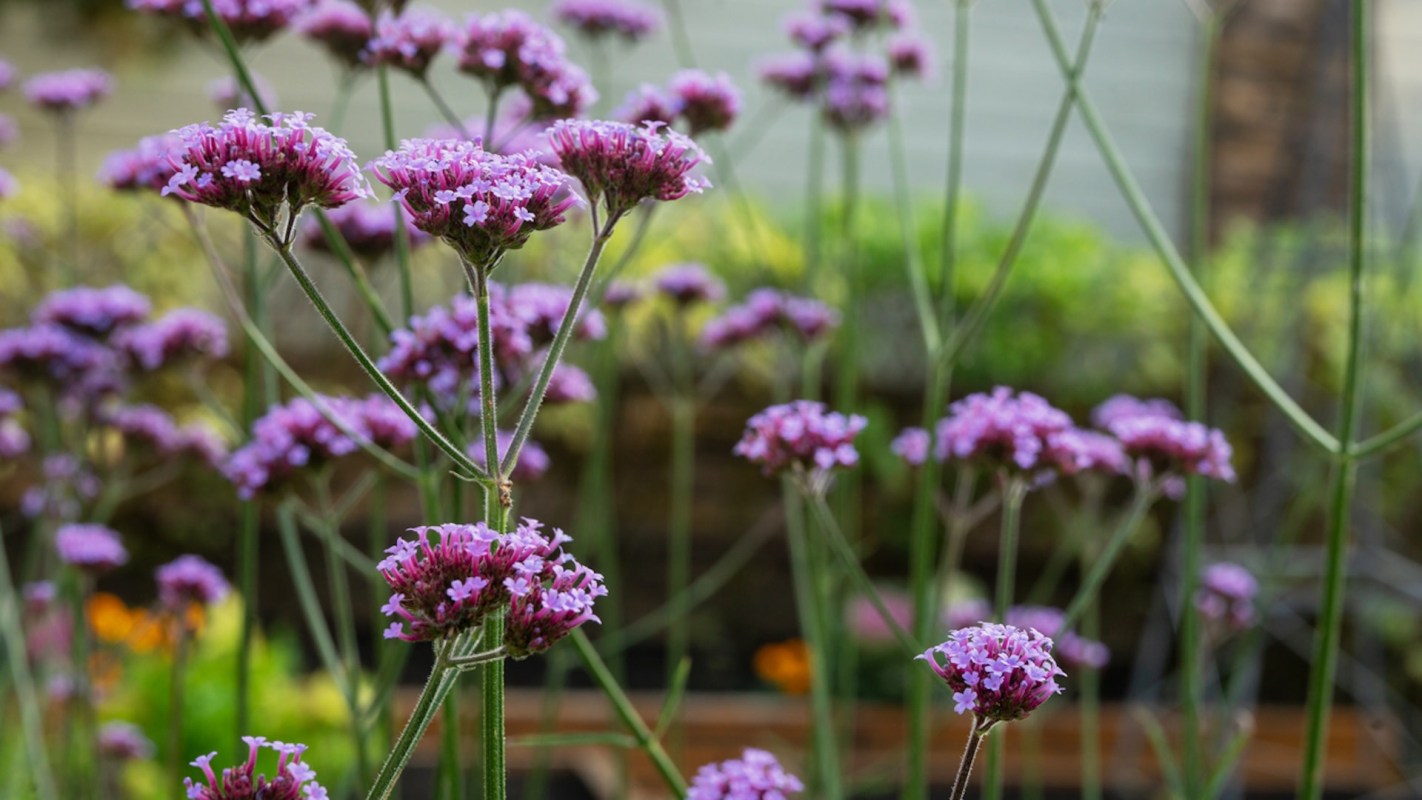 "If the marketer says they only sell native plants, then giving you [vervain] is fraud."