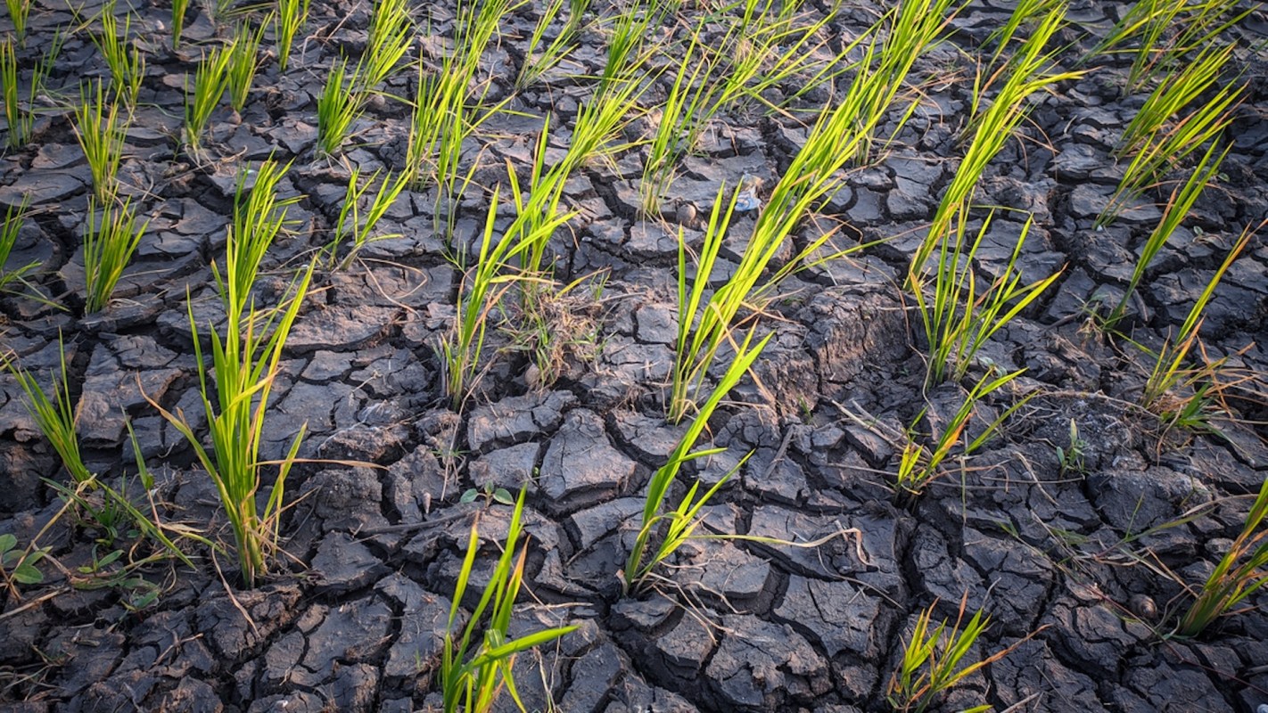 This drought will significantly threaten China's food supply — which was already a concern in a country of over 1.4 billion people — as well as the global food supply.