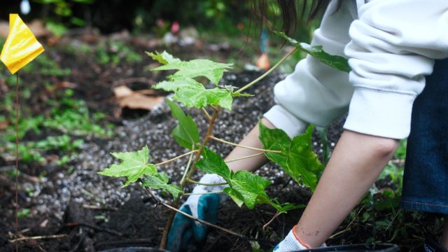 The project began in 2011 and involved scientists from the USDA Forest Service, Stanford University, and the University of Hawai'i working alongside the local National Guard.