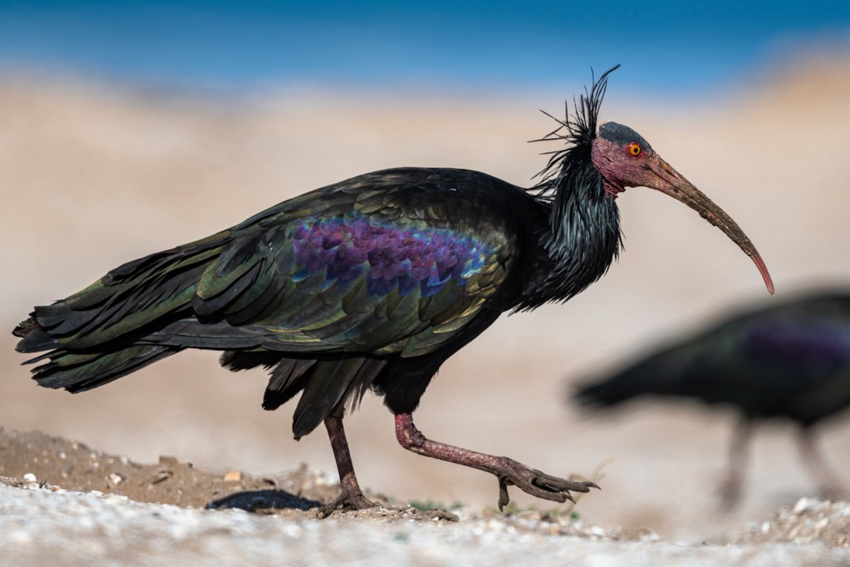 "Whenever we have a chance to save a species, we should use it."