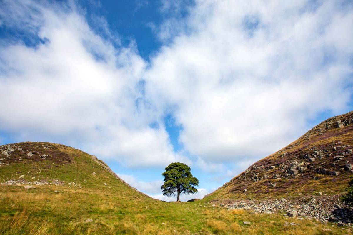 "We hope that by continuing to share its story, we can raise awareness of the cultural and natural significance of these majestic trees."
