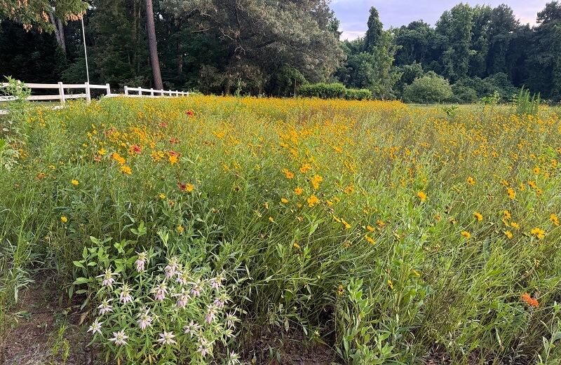 Growing native plants in your yard is an easy way to save time and money on lawn maintenance.