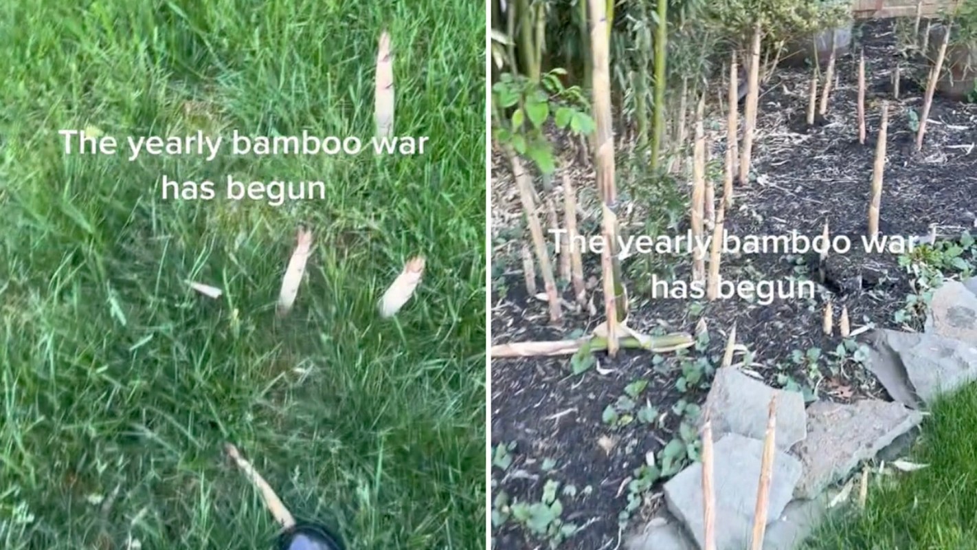 "My friend was literally in tears, trying to explain to me her bamboo problem."