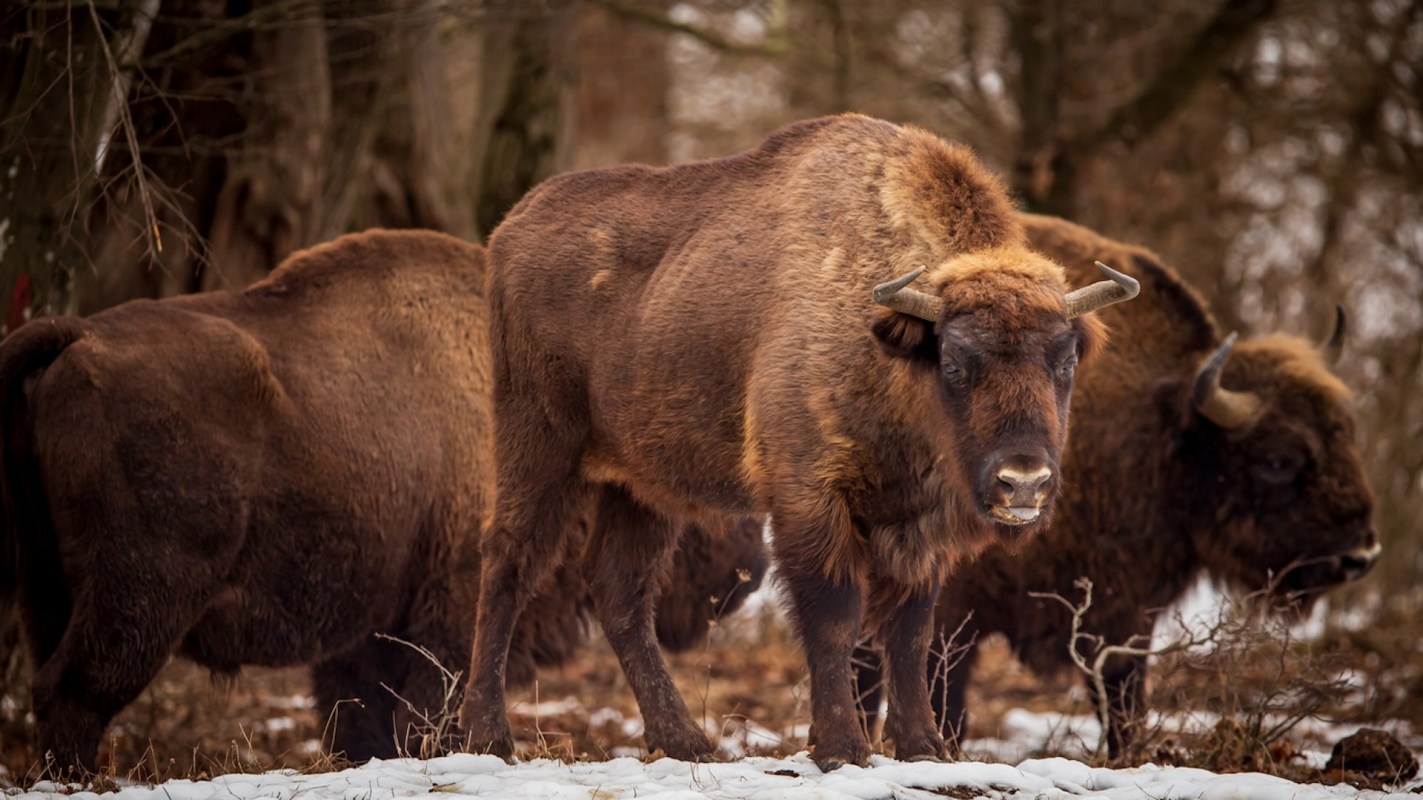 "Restoring these ecosystems can bring back balance."