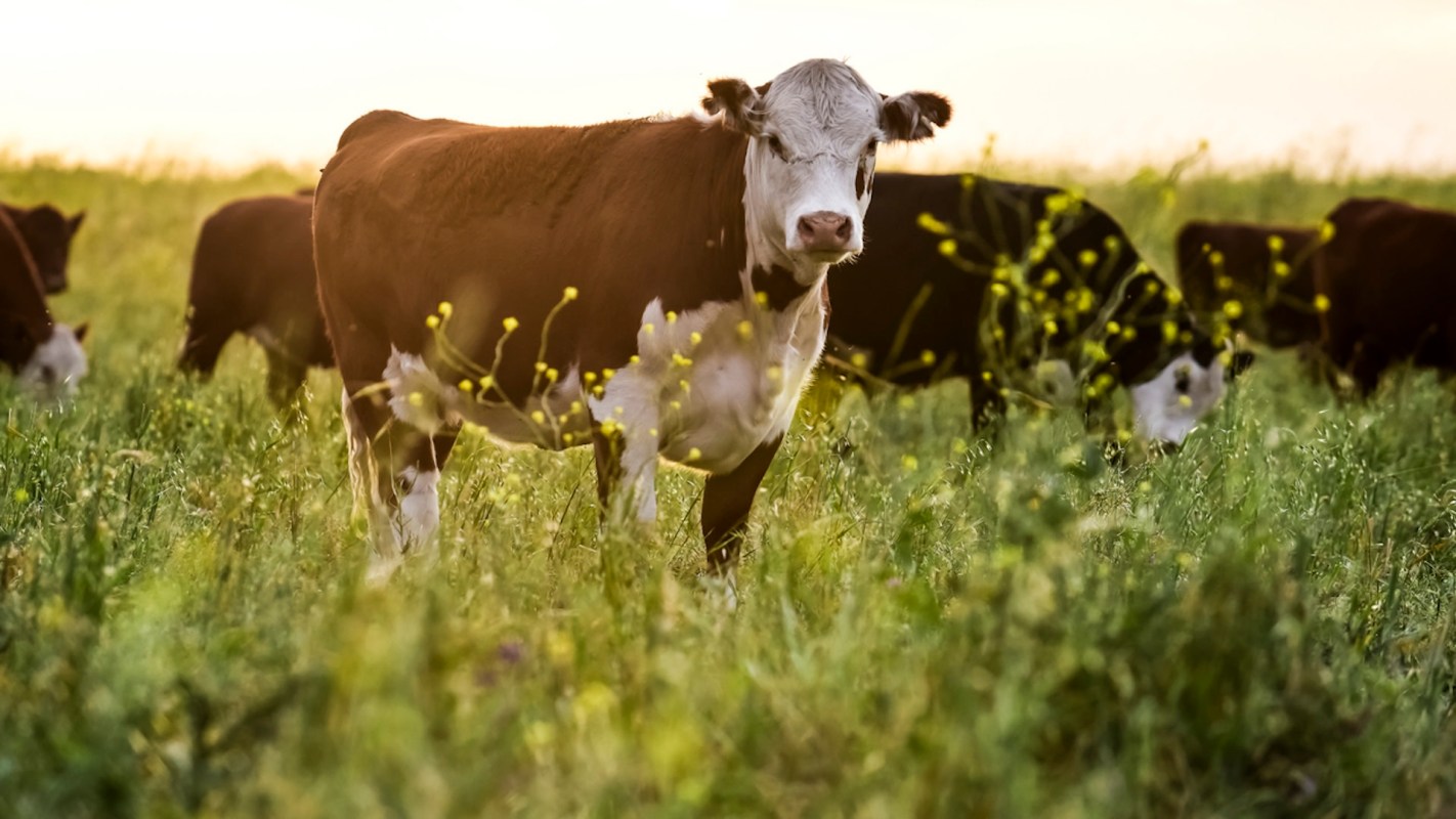 If more farmers adopt climate-friendly practices, it could profoundly impact people's health.