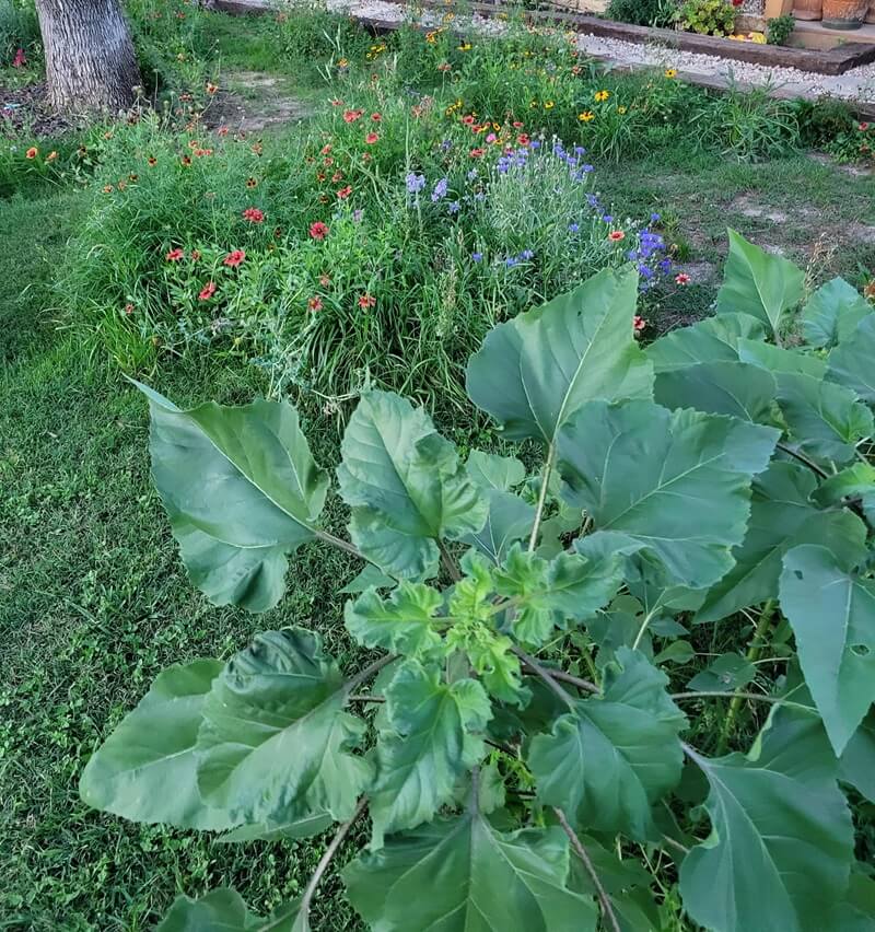 Switching to a native plant lawn isn't just for looks — it will save you a ton of time and money.