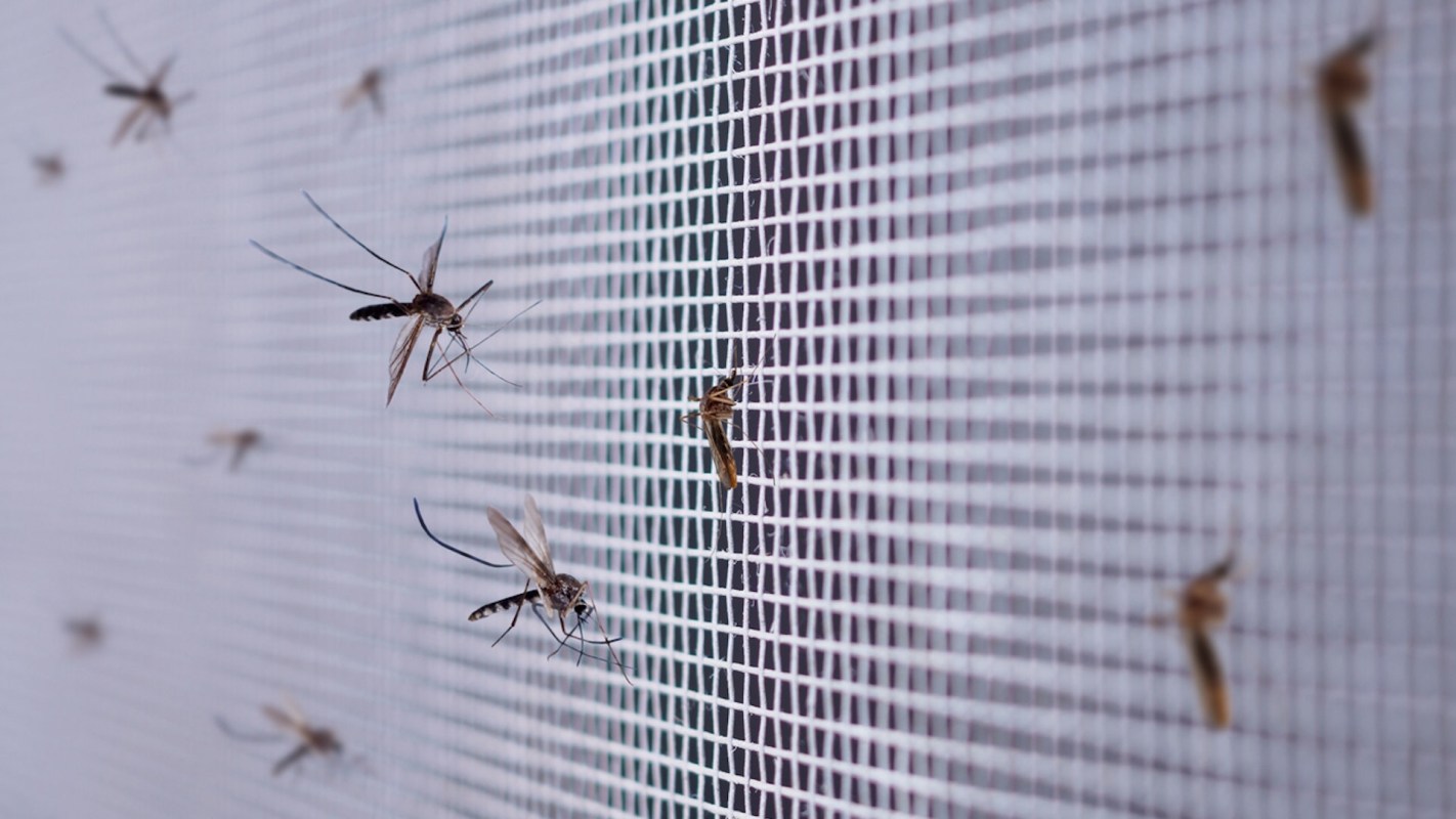 "They've reached this tipping point where there are enough infected humans that they're subsequently infecting other mosquitoes that are continuing to transmit disease."