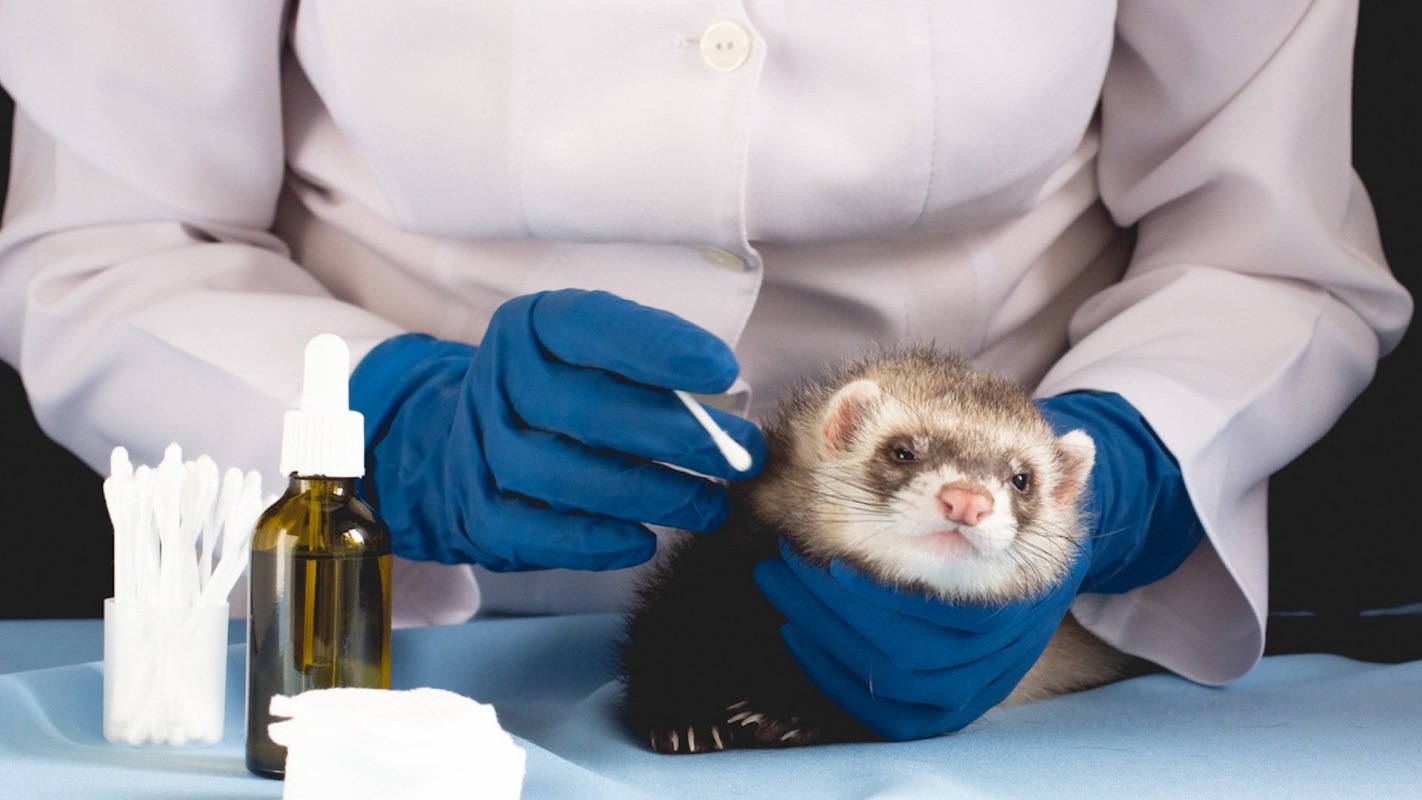 The DNA bank was inspired by the successful cloning of a black-footed ferret named Elizabeth Ann.