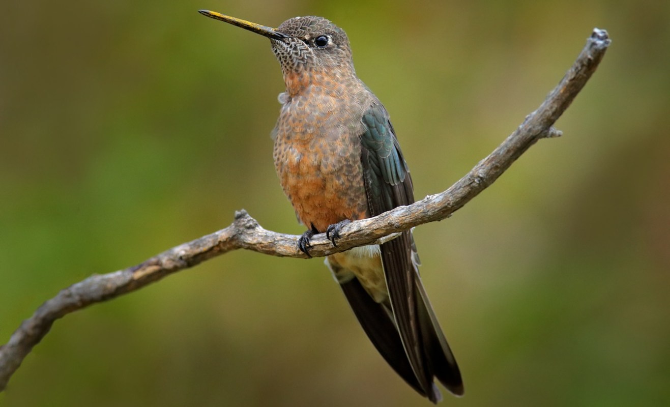 This could be a game-changer for saving species that are in danger of disappearing forever.