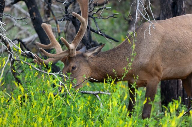 The prevalent belief has been that the loss of trees in grazing areas could lead to increased air pollution.