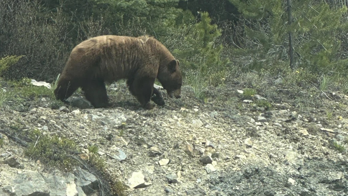 "I think I'm too close to this bear and I'm in another continent."