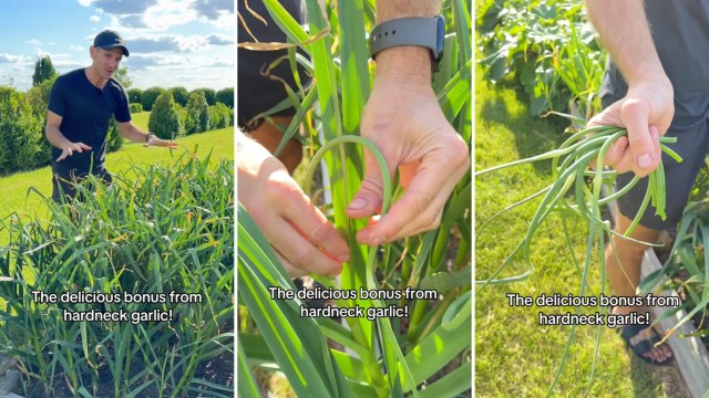 "We call it the FIRST harvest of garlic!"