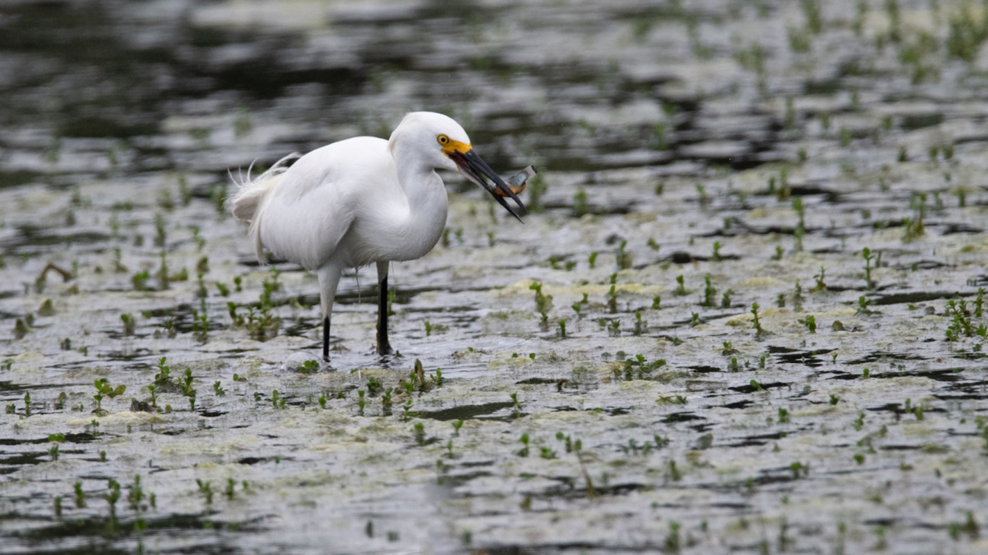 "The majority of this project is creating new tidal wetlands."