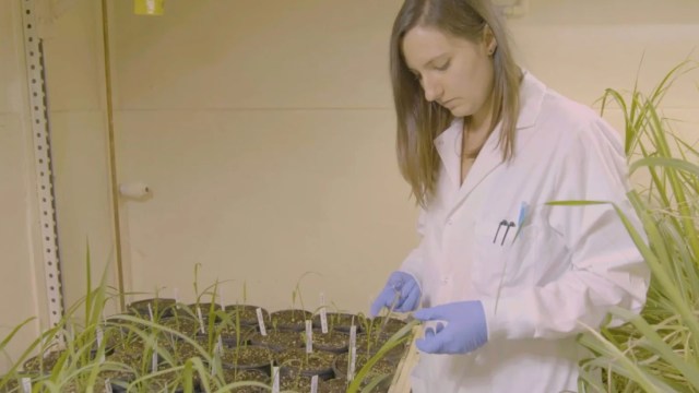 "This is the first peer-reviewed publication describing a field trial of CRISPR-edited sugarcane."